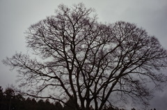 tree1593