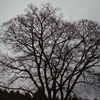 tree1593