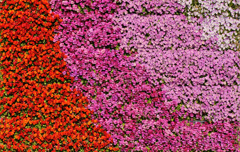 flower7992