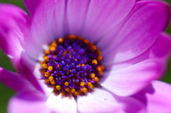 flower7027