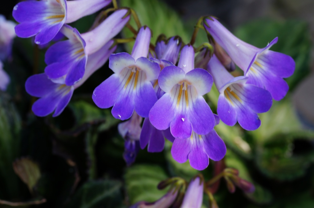 flower06468