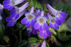 flower06468