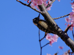 flower8303