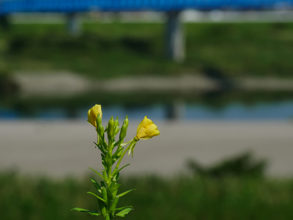 flower1030870