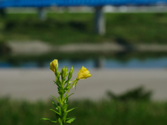 flower1030870