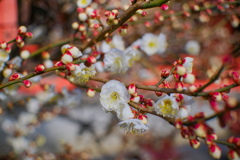 flower7362