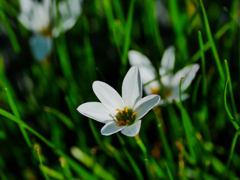 flower1030920