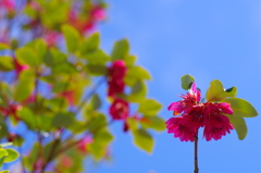flower6963