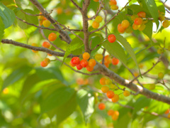 tree1010583