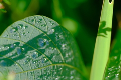 水滴２