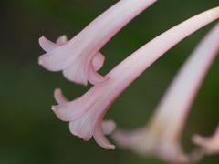 flower1000205