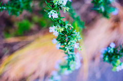 flower6824