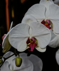 flower06415