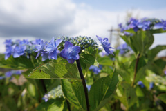 flower03128
