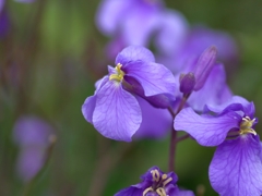 flower1010215
