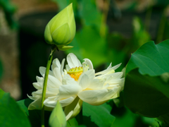 flower1030353
