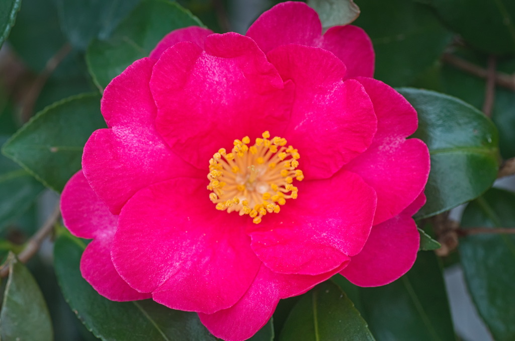 flower2467