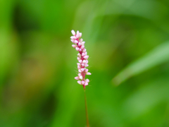 flower1040090