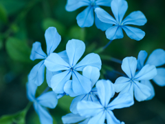 flower1030401