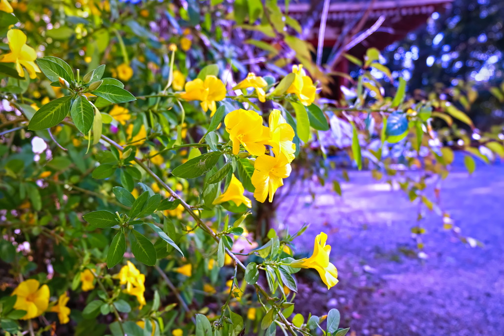 flower7521