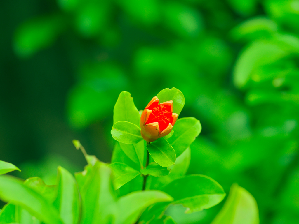 flower1020676