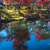 tree1529