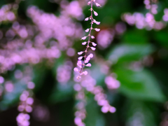 flower1040050