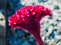 flower1030856