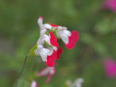 flower1030145