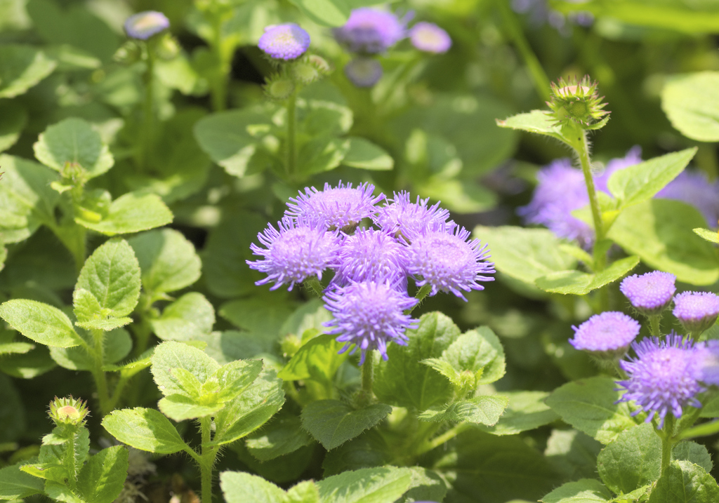 flower1030256