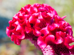 flower1030858
