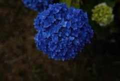 flower02802