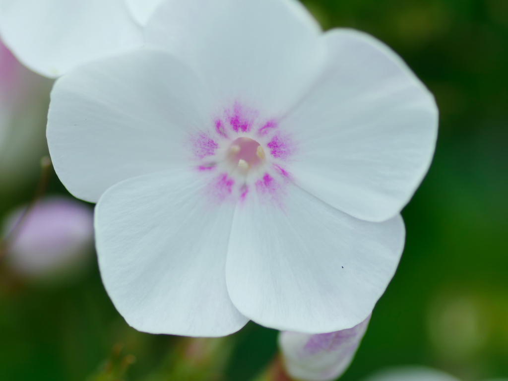 flower1030817