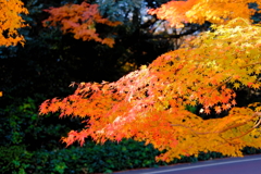 tree0187