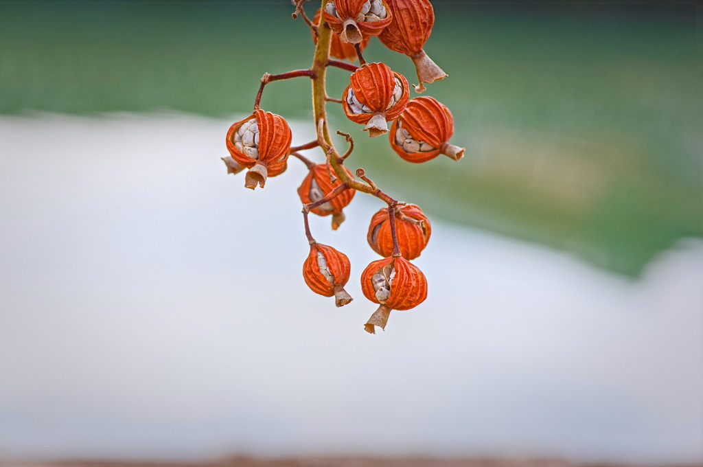 plant6978