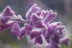 flower8171