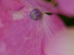 flower1020395