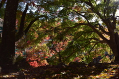 leaves0305