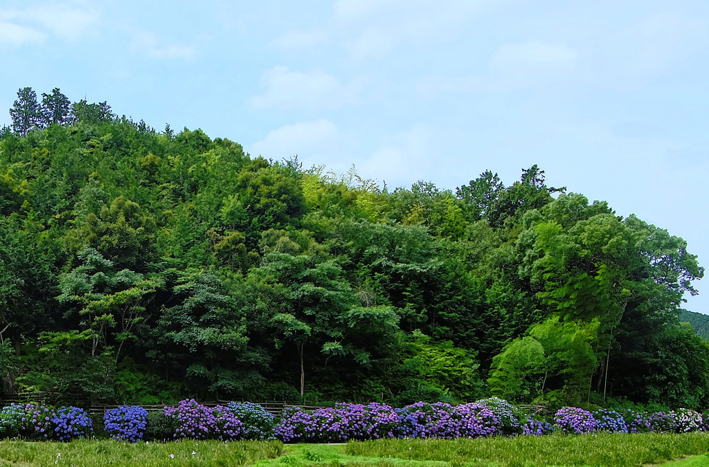 flower205734