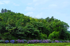 flower205734