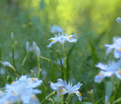 flower1010657