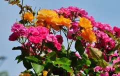 flower1020173