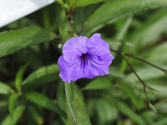 flower1020635