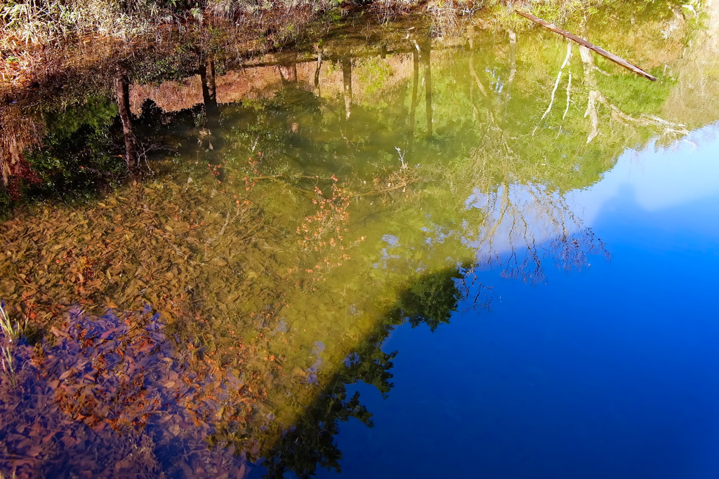 leaves7874