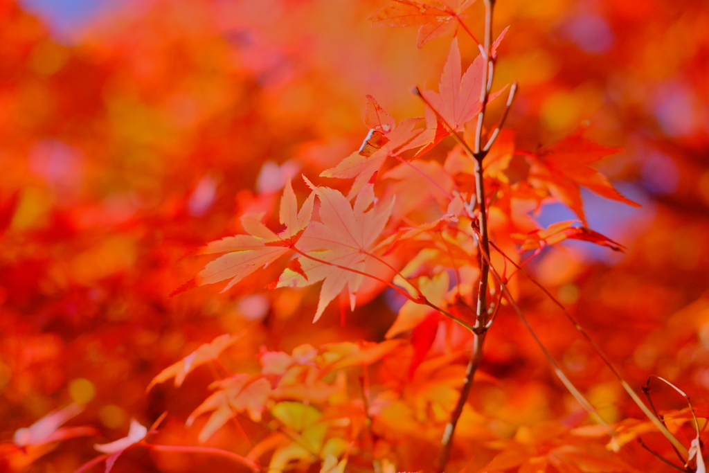tree0179