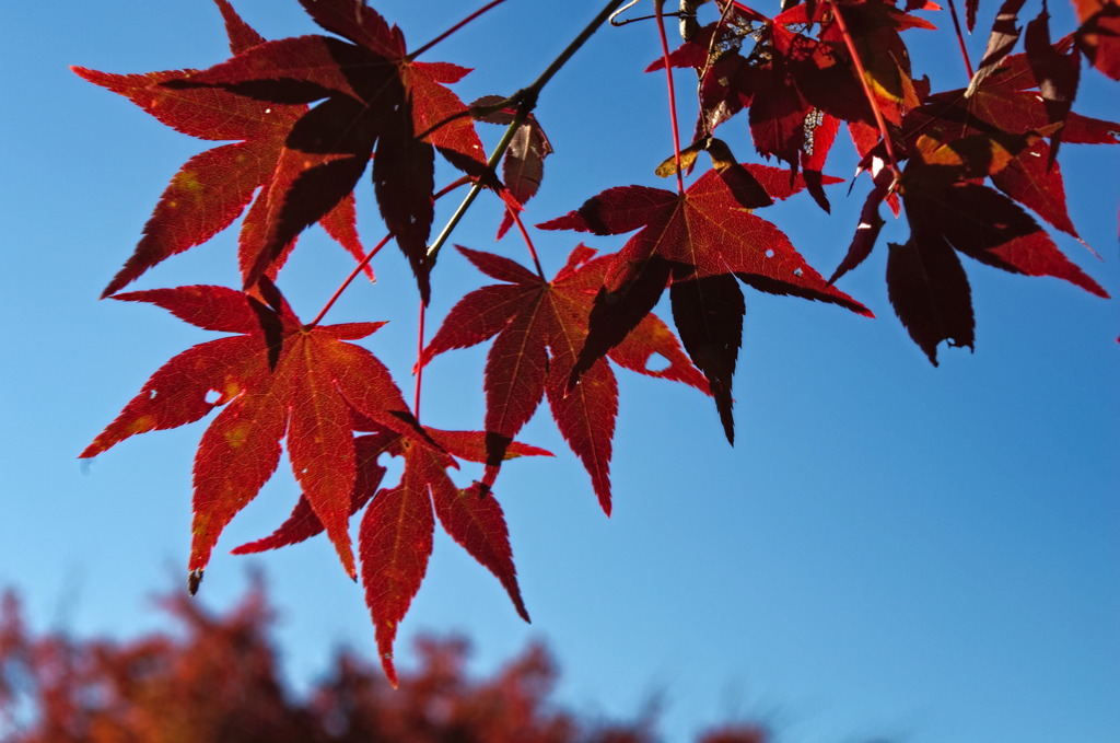 leaves1533