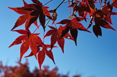 leaves1533