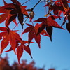 leaves1533