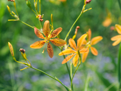 flower1030295