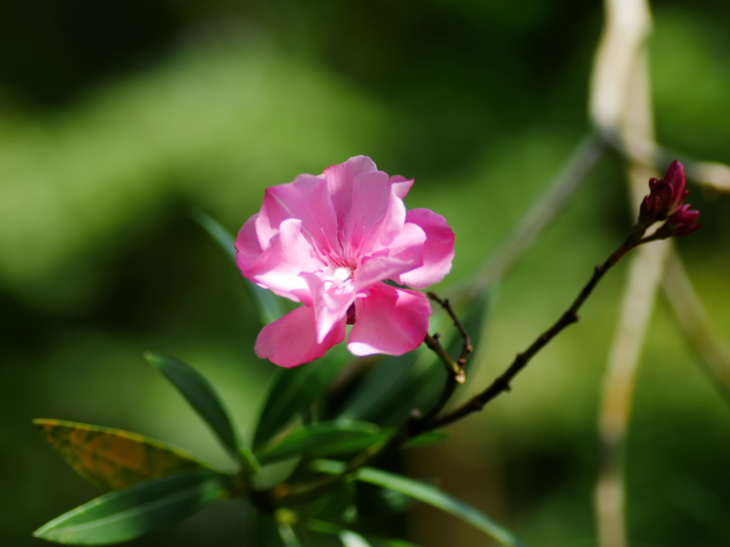 flower1040323